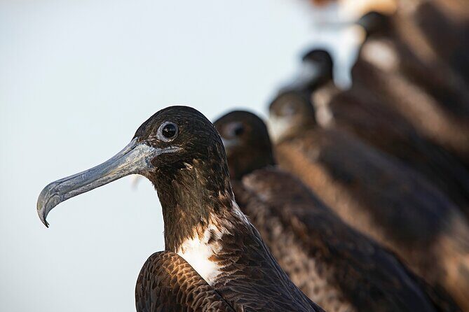 Private Boat to visit Holbox surroundings (3-Island Tour) - FAQ