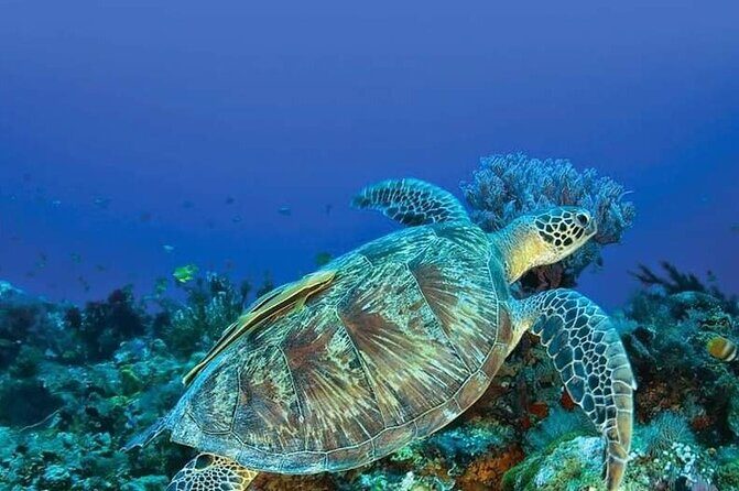 Private Boat Tour at Gili Nanggu, 'Secret Islands' - Final Thoughts