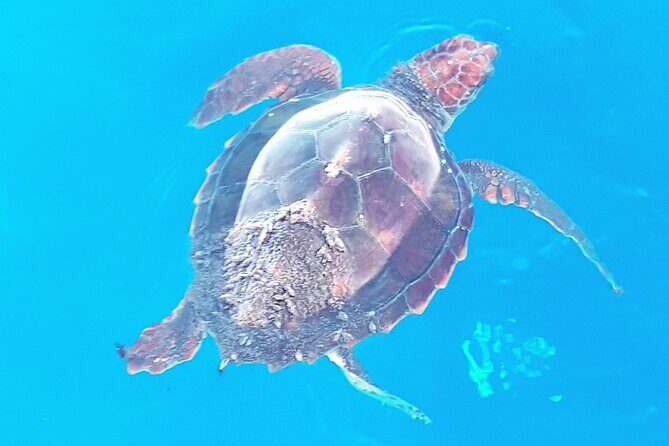 Private boat tour - Discovering Tenerife from the Water: A Detailed Review