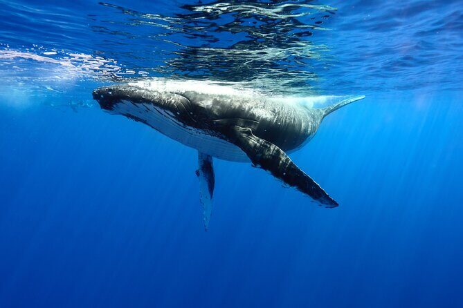 Private boat tour to swim with whales and sharks - Key Points