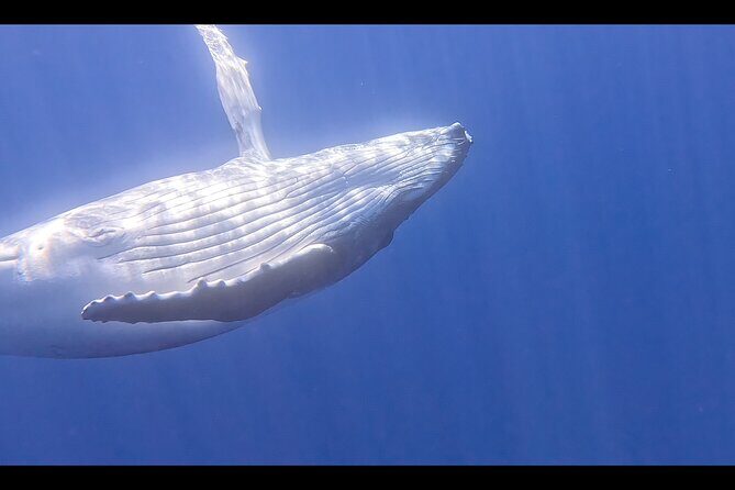 Private boat tour to swim with whales and sharks - What the Tour Offers