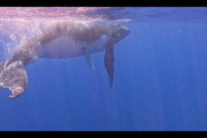 Private boat tour to swim with whales and sharks - The Experience of Swimming with Marine Creatures
