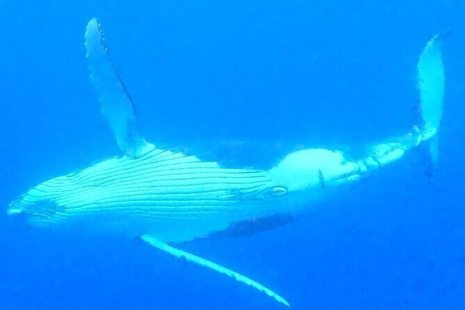 Private boat tour to swim with whales and sharks - The Value Proposition