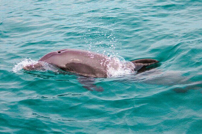 Private Boat Tour with Dolphin Spotting and Snorkelling from Phuket - Final Thoughts: Is This Tour Worth It?