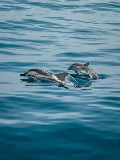 Private boat trips in Porec: dolphin watching, panoramic tour - An In-Depth Look at the Porec Private Boat Tour