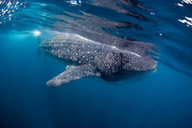 Private Bohol Whaleshark Watching - Key Points