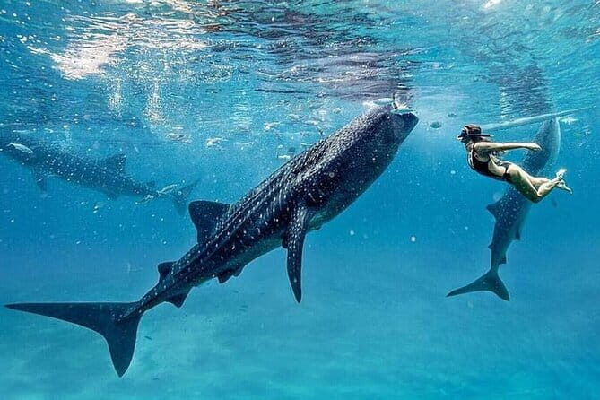 Private Bohol Whaleshark Watching - Authentic Experiences and Practical Tips