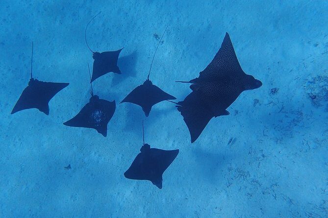 Private Bora Bora Lagoon Experience - Key Points