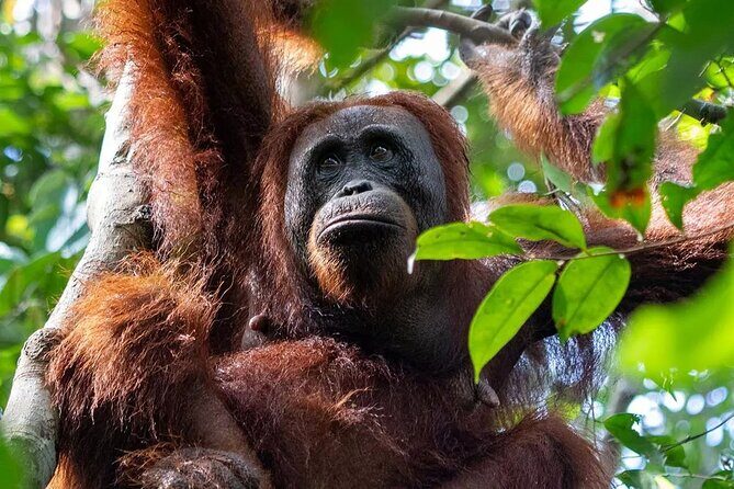 Private Borneo River Cruise and orangutan watching 4D3N - The Journey Begins: From Pangkalan Bun to Kumai