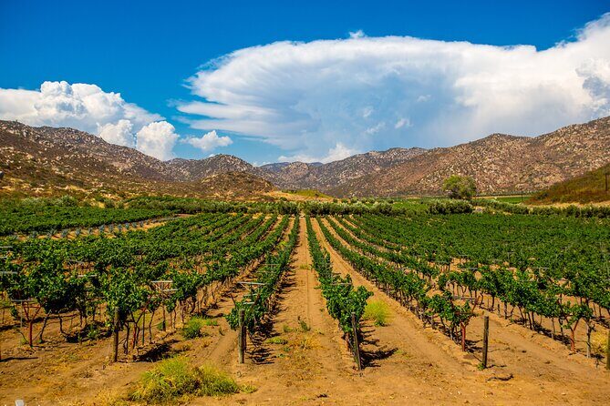 Private Boutique Wine Tour in Valle de Guadalupe - Key Points