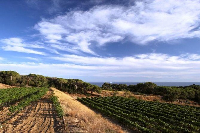 Private Breakfast Winery Experience - Private Wine Tasting Tour - What the Tour Entails: A Detailed Breakdown