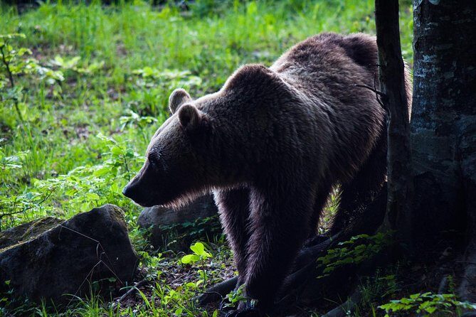 Private Brown Bear Watching Experience near Odorheiu Secuiesc - Discovering the Authentic Charm of a Private Brown Bear Watching Tour near Odorheiu Secuiesc