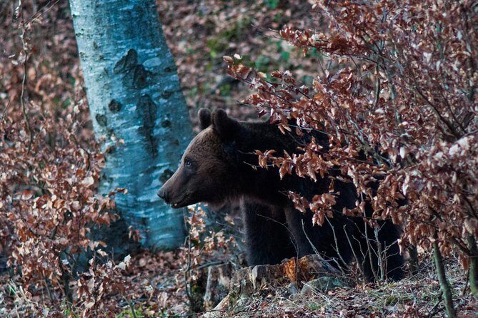 Private Brown Bear Watching Experience near Odorheiu Secuiesc - What You Might See and Experience