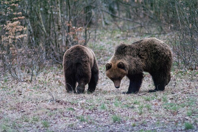 Private Brown Bear Watching Experience near Odorheiu Secuiesc - The Return Journey and Practical Details
