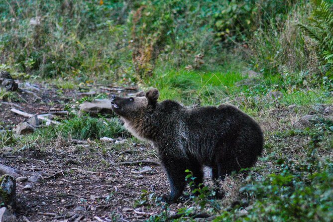 Private Brown Bear Watching Experience near Odorheiu Secuiesc - What to Wear and Bring