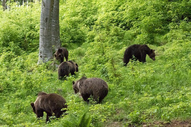 Private Brown Bear Watching Experience near Odorheiu Secuiesc - Authentic Insights from Past Travelers