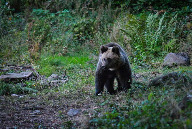 Private Brown Bear Watching Experience near Odorheiu Secuiesc - The Sum Up: Is This Tour Worth It?
