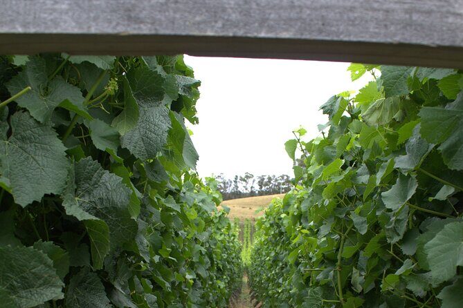 Private Bruny Island Discovery Tour - Who Is This Tour Best For?