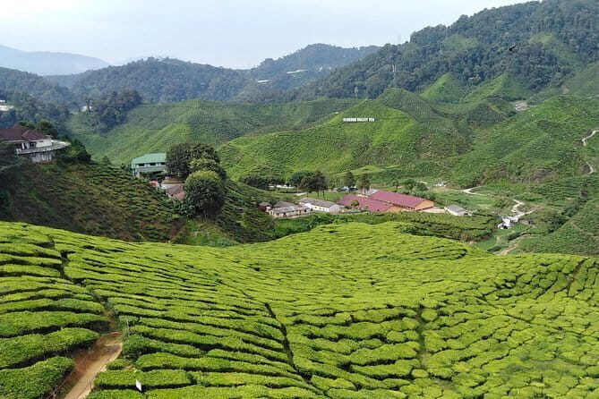 Private: Cameron Highlands 2 days 1 night Trip - Exploring Cameron Highlands in Style and Comfort: A Detailed Review of the 2-Day Private Tour