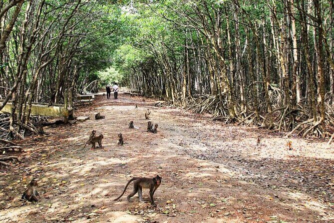 Private Can Gio Mangrove Forest 1 Day - The Sum Up: Is This Tour Worth It?