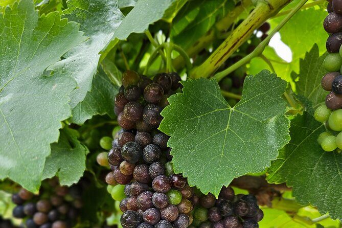 Private Canberra Winery Tour with lunch - Why This Tour Excels