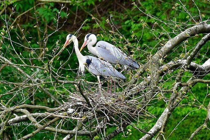 Private Canyon&Cave Tour from Kutaisi(Martvili-Okatse-Prometheus) - Discovering Georgia’s Natural Wonders: A Deep Dive into the Tour