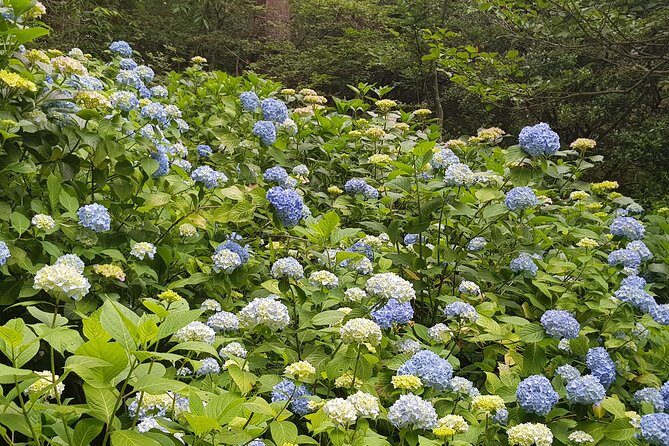 Private Car Day Trip to the Kobe Mountains, Gardens and Hot Springs from Osaka - Practical Details and Considerations