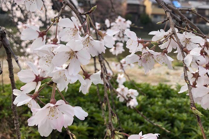 Private car tour in Kyoto (up to 4) - The Value of a Private Guide in Kyoto