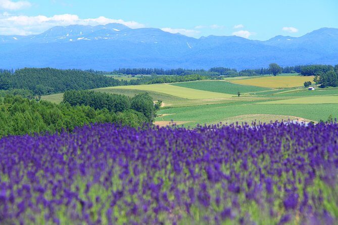 Private Car Tour of Furano and Biei in Hokkaido with Local Guide - Discover the Beauty of Hokkaido with a Private Car Tour of Furano and Biei