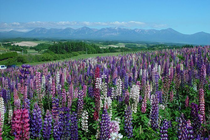Private Car Tour of Furano and Biei in Hokkaido with Local Guide - Authentic Experiences and Value