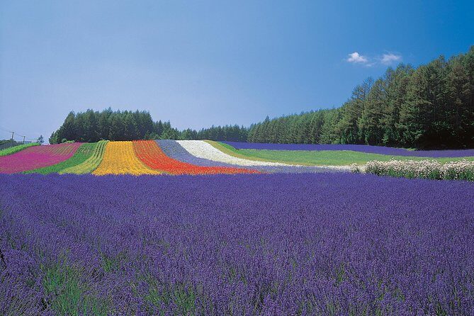Private Car Tour of Furano and Biei in Hokkaido with Local Guide - FAQ