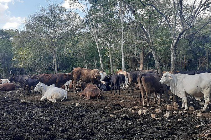 Private Cenote-Horseback ridding and Authentic mayan food - Who Will Enjoy This Tour?