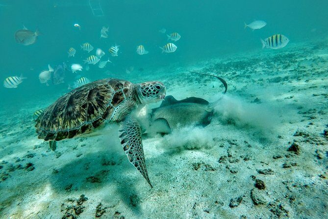 Private Cenote & Snorkeling Tour with Turtles in Akumal - The Itinerary Explored