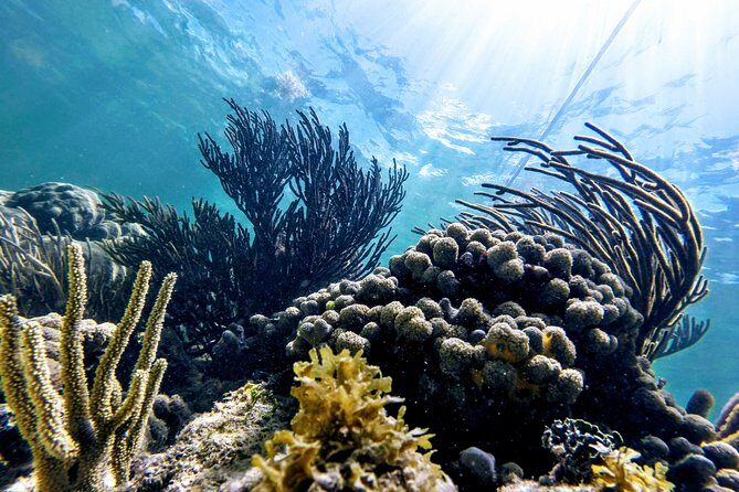 Private Cenote & Snorkeling Tour with Turtles in Akumal - The Guide Experience: Knowledge, Friendliness, Safety