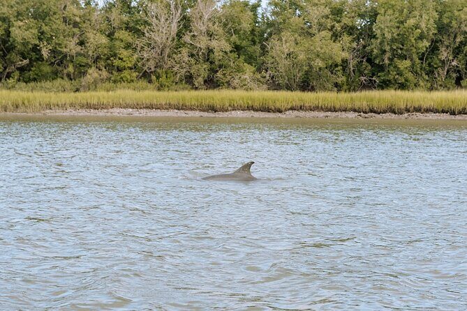 Private Charleston Dolphin Tour - Key Points