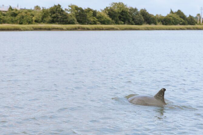 Private Charleston Dolphin Tour - The Itinerary Breakdown: What to Expect