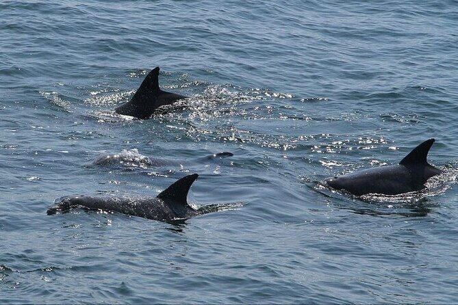 Private Charleston Dolphin Tour - Final Thoughts: Is This Tour for You?