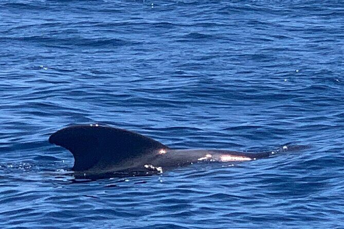 private charter 3 Hours Whale Encounter puerto colon adeje - An Authentic Look at the Experience