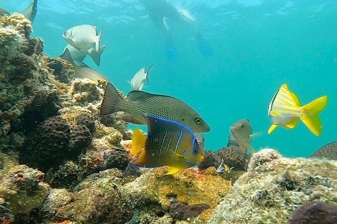 Private Charter 6 Passenger Sandbar, Snorkel, Dolphins - The Experience: What to Expect on Your Private Water Adventure