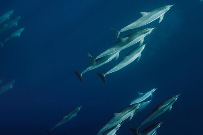 Private Charter Humpback Whale Watching & Dolphin Search - The Tour Experience: An Honest Breakdown