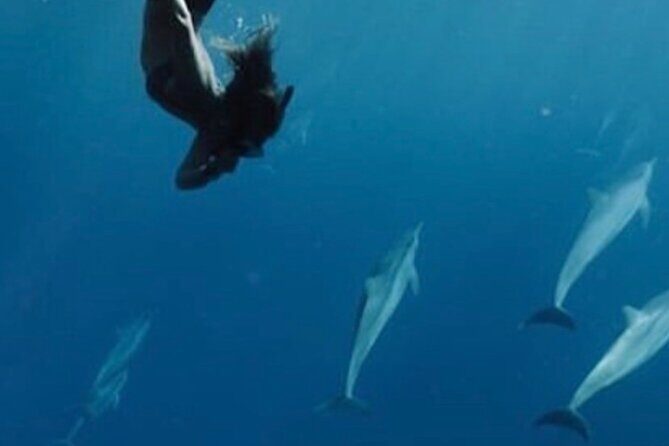 Private Charter Humpback Whale Watching & Dolphin Search - The Sum Up: Is It Worth It?