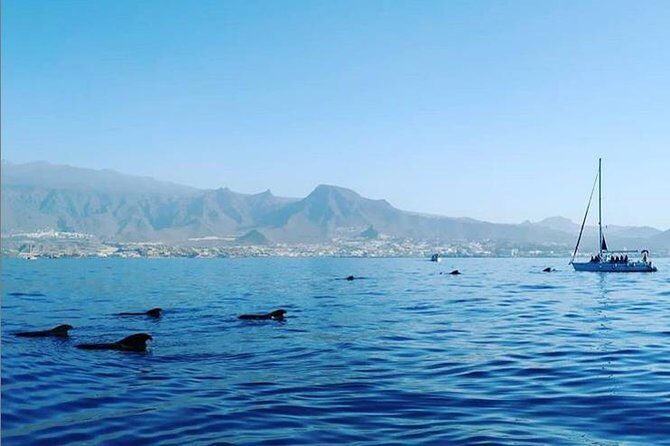 Private Charter in Tenerife south max 7 people - Discover the Charm of a Private Tenerife South Boat Charter