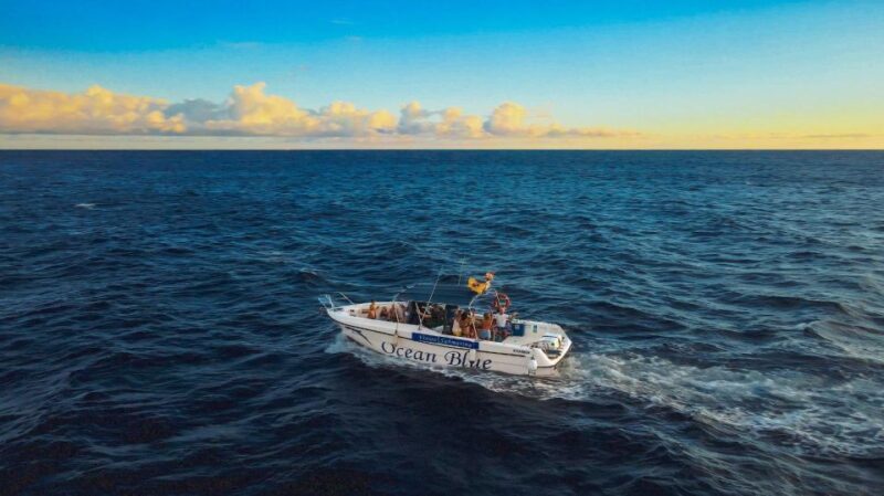 Private Charter Private Charter to see the whales - 2 Hours - Key Points