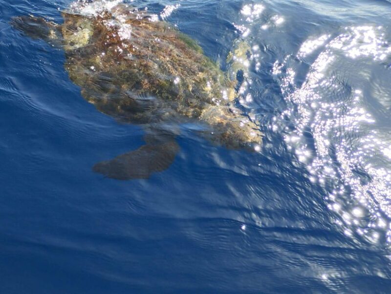 Private Charter Private Charter to see the whales - 2 Hours - FAQs