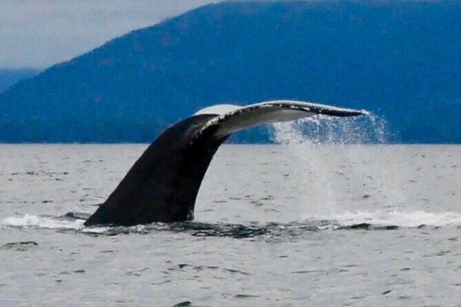 Private Charter Scenic Wildlife Excursion for Cruise Passengers - Key Points