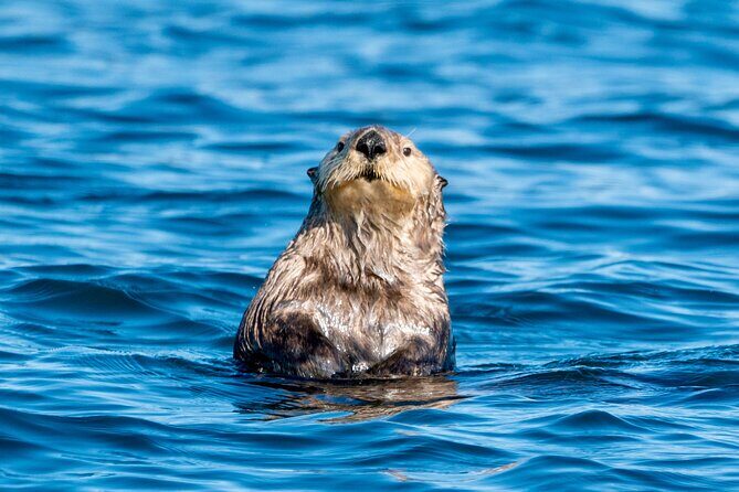 Private Charter Scenic Wildlife Excursion for Cruise Passengers - Who is This Tour Best Suited For?