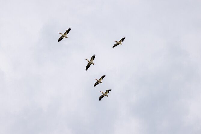 Private Charters on Saginaw Bay for Fishing or Birdwatching - Reflection on the Experience: Authentic, Relaxed, and Educational