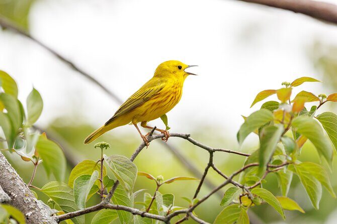 Private Charters on Saginaw Bay for Fishing or Birdwatching - The Sum Up