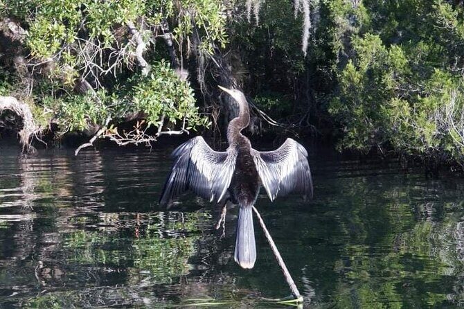Private Chassahowitzka River Exploration kayak tour - The Sum Up: The Ideal Choice for Authentic Wildlife Encounters