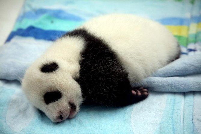 Private Chengdu Day Tour: Giant Pandas and Jinsha Site Museum - Why Choose This Tour?